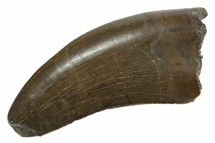 Serrated, Tyrannosaur (Nanotyrannus) Tooth - Montana #350416